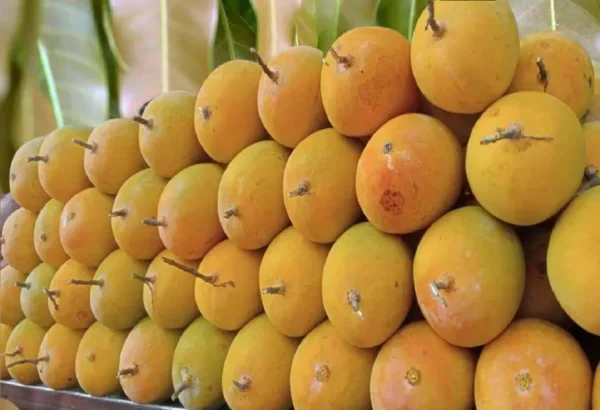 Alphanso Mango